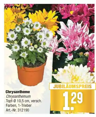 Hellweg Chrysantheme Angebot