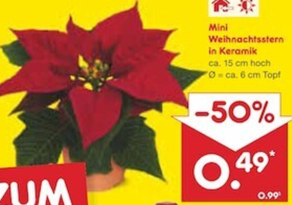 Mini Weihnachtsstern in Keramik Angebot bei Netto Marken-Discount