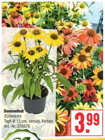 Hellweg Sonnenhut Angebot