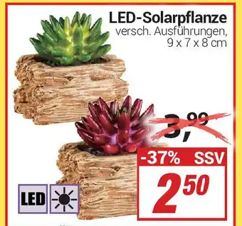 CENTERSHOP LED Solarpflanze Angebot