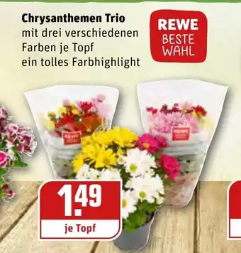 REWE Chrysanthemen Trio Angebot