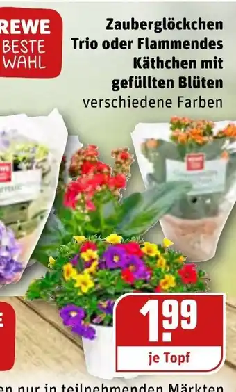 REWE Zauberglöckchen Trio oder Flammendes Käthchen mit gefüllten Blüten Angebot