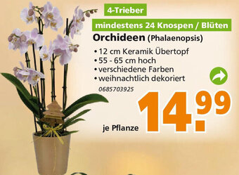 Globus Baumarkt Orchideen (Phalaenopsis) Angebot