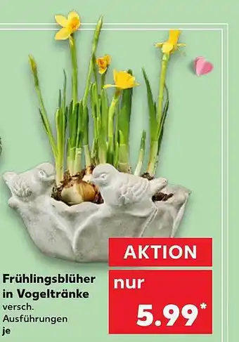 Kaufland Frühlingsblüher in Vogeltränke Angebot