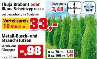 Thomas Philipps Thuja Brabant oder Blaue Scheinzypresse oder Metall Busch und Strauchstützen Angebot