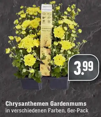 Edeka Chrysanthemen Gardenmums Angebot