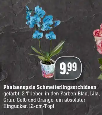 Edeka Phalaenopsis Schmetterlingsorchideen Angebot