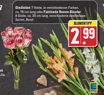 Edeka Gladiolen oder Fairtrade Rosen Bicolor Angebot