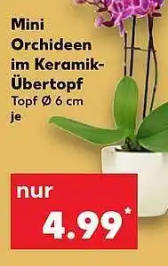 Kaufland Mini orchideen im keramik-übertopf Angebot