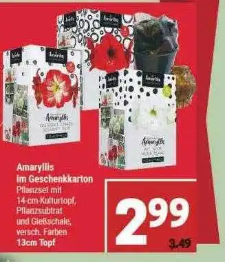 Marktkauf Amaryllis im geschenkkarton Angebot