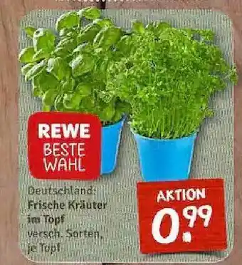 nahkauf Frische kräuter im topf Angebot