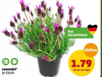 PENNY Lavendel Angebot