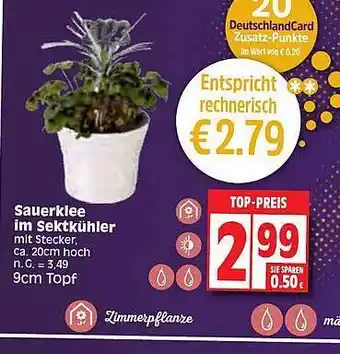 Edeka Sauerklee im sektkühler Angebot