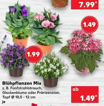 Kaufland Blühpflanzen Mix Angebot