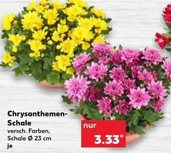 Kaufland Chrysanthemen Schale Angebot