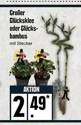 Edeka Großer glücksklee oder glücksbambus Angebot