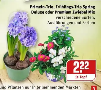 REWE Primeln Trio , Frühlings Trio Spring Deluxe oder Premium Zwiebel Mix Angebot