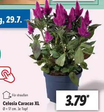 Lidl Celosia Caracas XL Angebot