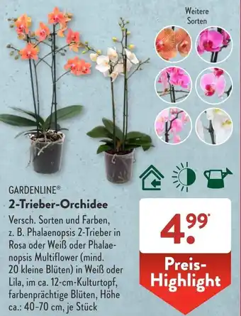 Aldi Süd Gardenline 2 Trieber Orchidee Angebot