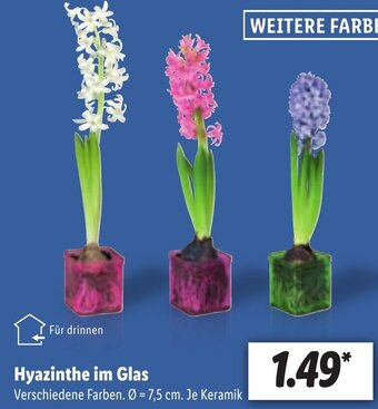 Lidl Hyazinthe im Glas Angebot