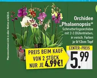 E-Center Orchidee „phalaenopsis“ Angebot