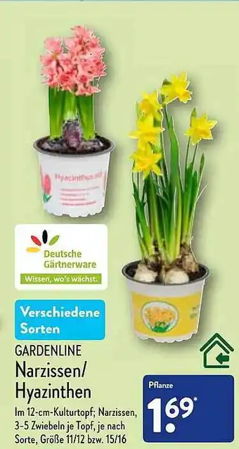 Aldi Nord Gardenline narzissen oder hyazinthen Angebot