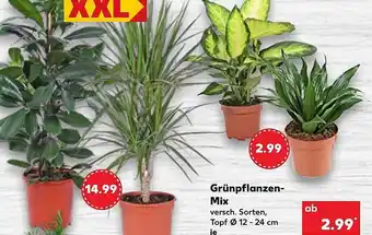 Kaufland Grünpflanzen mix Angebot