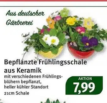 Feneberg Bepflanzte frühlingsschale aus keramik Angebot