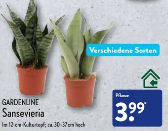 Aldi Nord Gardenline Sansevieria Angebot