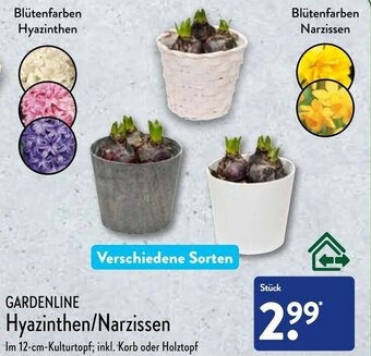 Aldi Nord Gardenline Hyazinthen/Narzissen Angebot