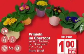 Edeka Primeln im übertopf 9 cm Topf Angebot