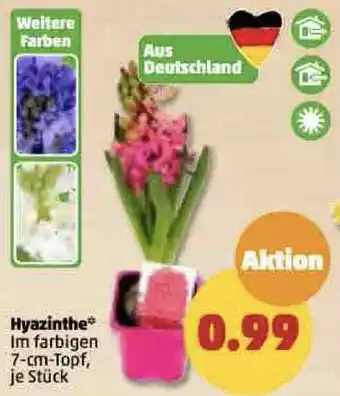 PENNY Hyazinthe Angebot