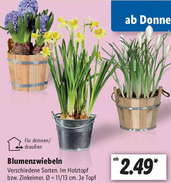 Lidl Blumenzwiebeln Angebot