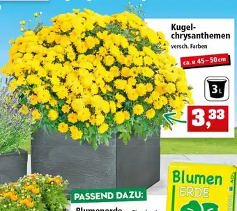 Thomas Philipps Kugelchrysanthemen Angebot