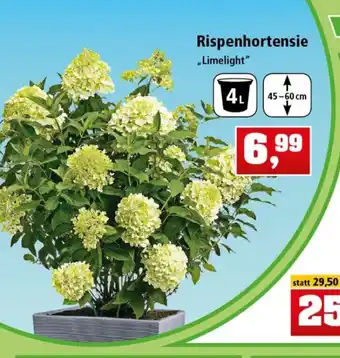 Thomas Philipps Rispenhortensie Limelight Angebot