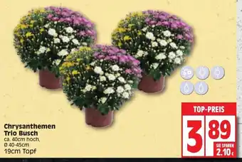 Edeka Chrysanthemen Trio Busch Angebot