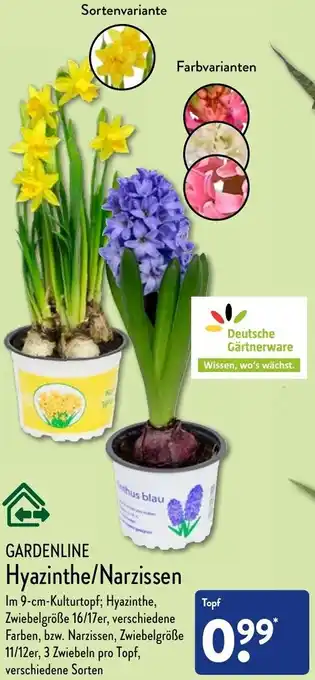 Aldi Nord Gardenline Hyazinthe/Narzissen Angebot