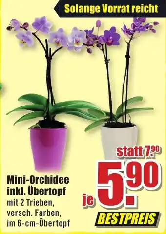 B1 Discount Baumarkt Mini Orchidee inkl. Übertopf Angebot