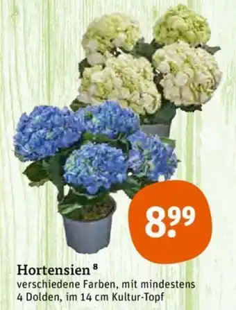 tegut Hortensien Angebot