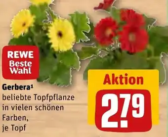 REWE Gerbera Angebot