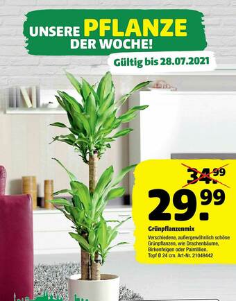 Hagebau Grünpflanzenmix Angebot