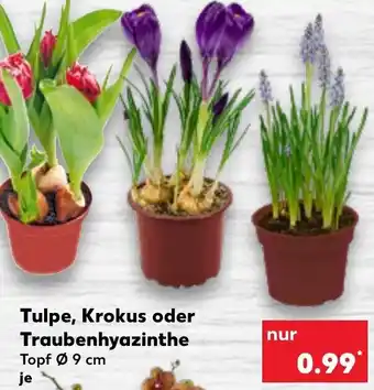 Kaufland Tulpe, Krokus oder Traubenhyazinthe Angebot