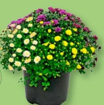 Aldi Nord Chrysanthemen-Büsche-Trio Angebot