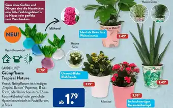 Aldi Süd Gardenline Grünpflanze Tropical Nature Angebot