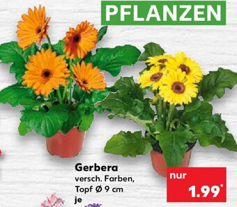 Kaufland Gerbera Angebot