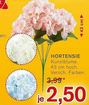 KODi Hortensie Angebot