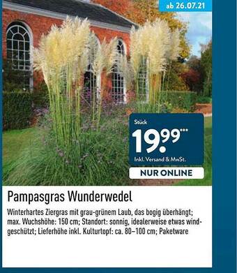 Aldi Nord Pampasgras Wunderwedel Angebot