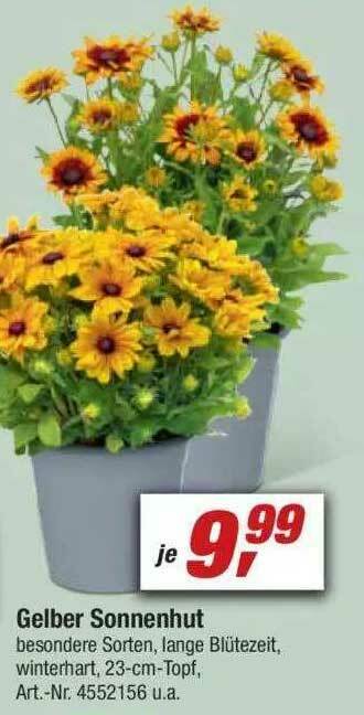 toom Baumarkt Gelber Sonnenhut Angebot