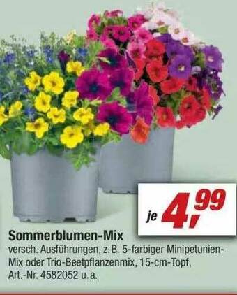 toom Baumarkt Sommerblumen Mix Angebot