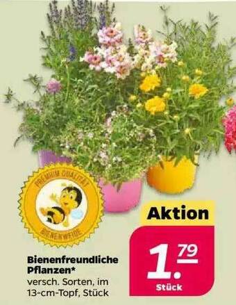 NETTO Bienenfreundliche Pflanzen Angebot